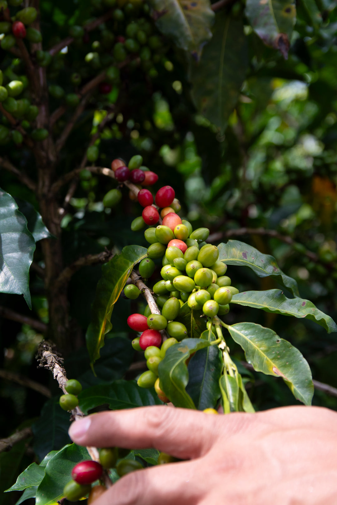 Colombia Claraboya - Black Honey