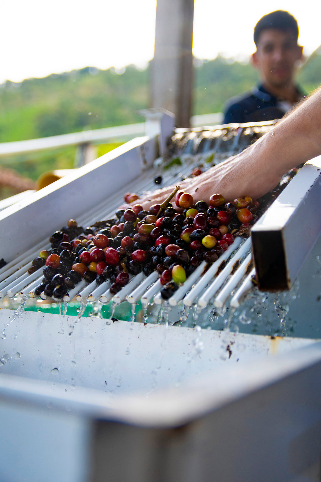 Colombia Claraboya - Black Honey