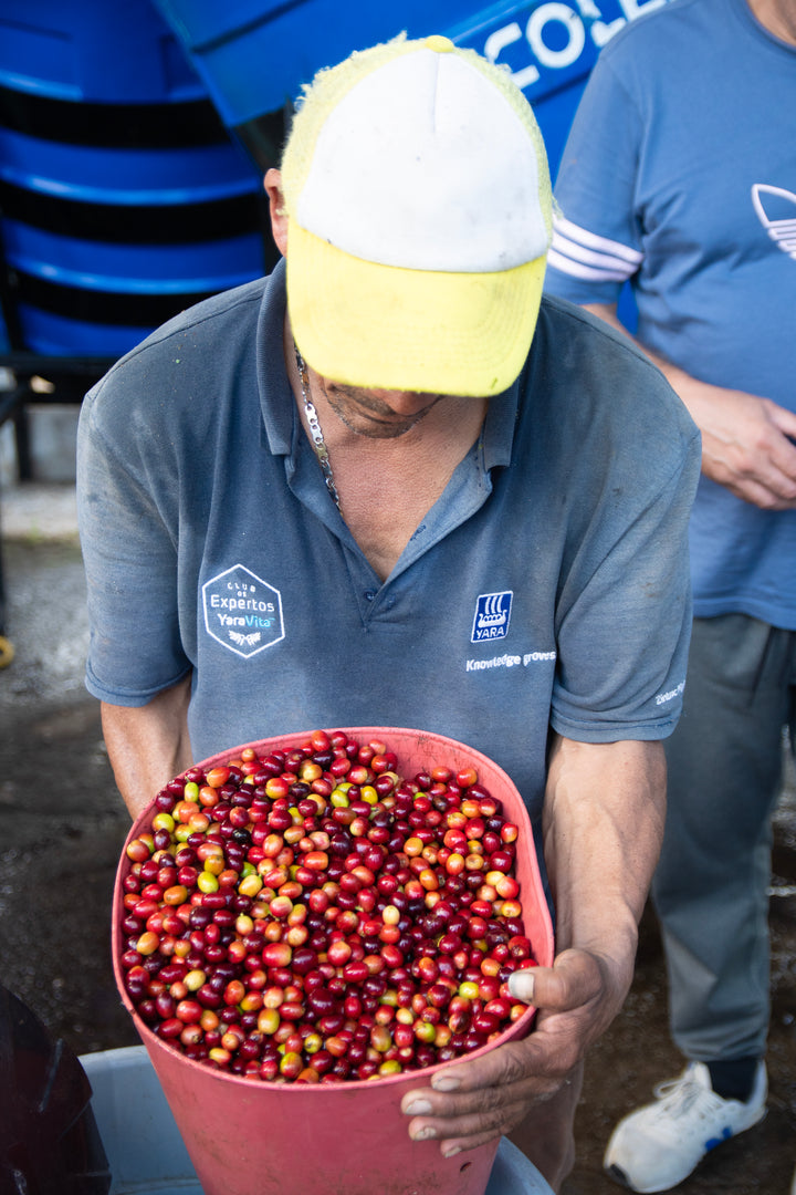 Colombia Claraboya - Black Honey