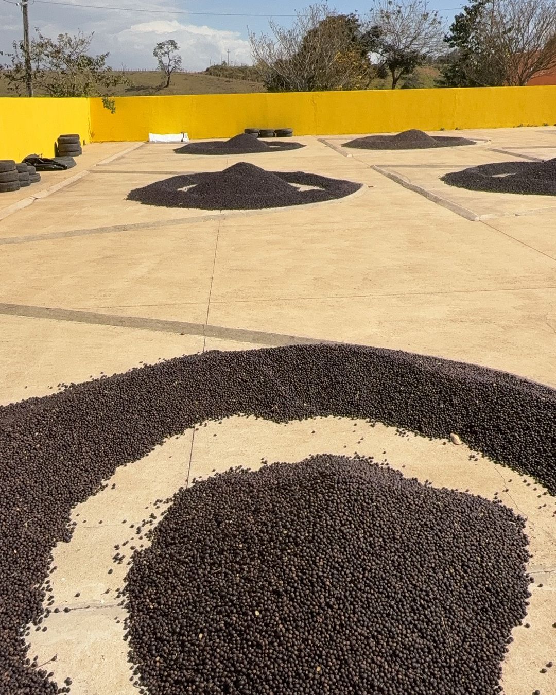 Brazil Fazenda Um Organic SWP Decaf Green Coffee Beans