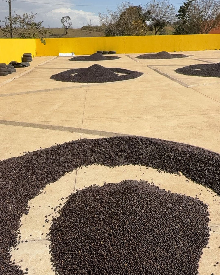 Brazil Fazenda Um Organic SWP Decaf Green Coffee Beans