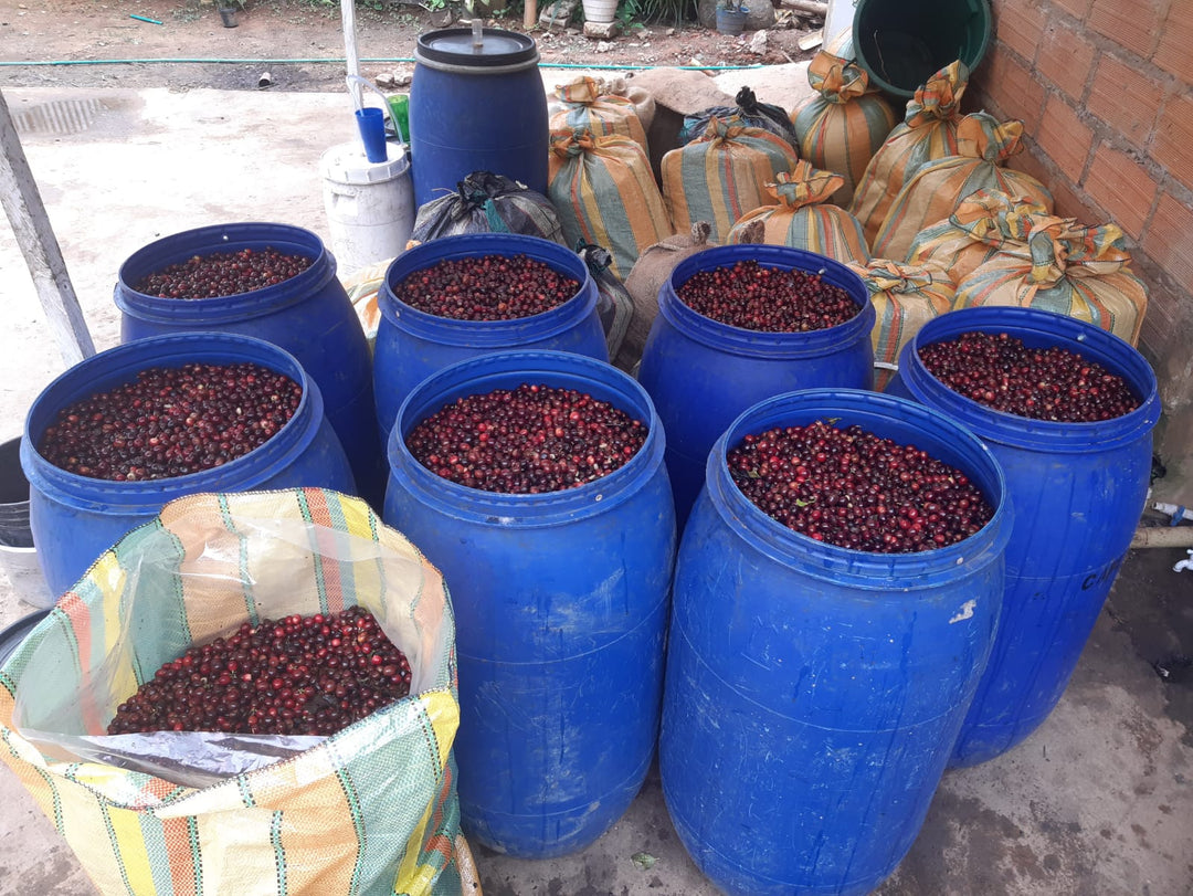 Colombia Caicedo Washed