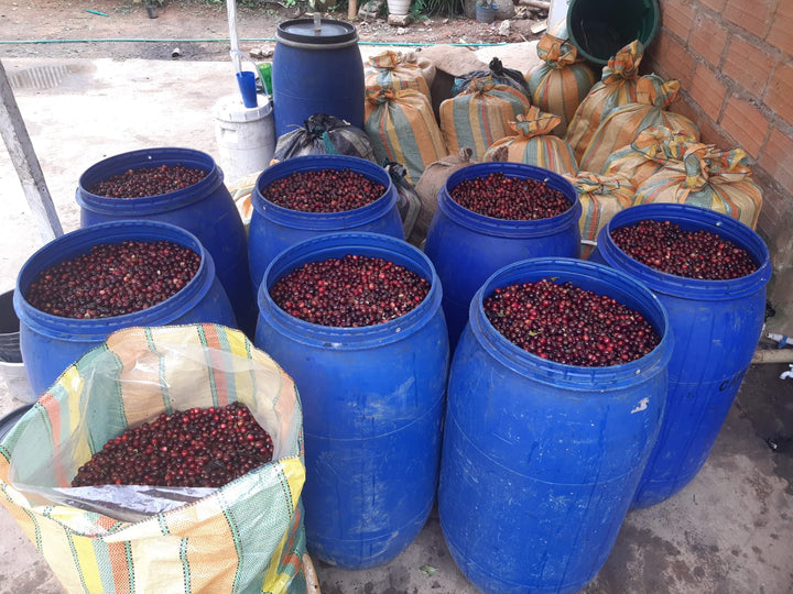 Colombia Caicedo Washed