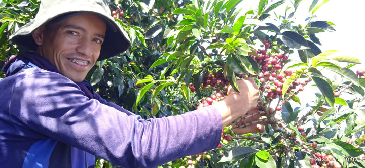 Colombia Caicedo Washed