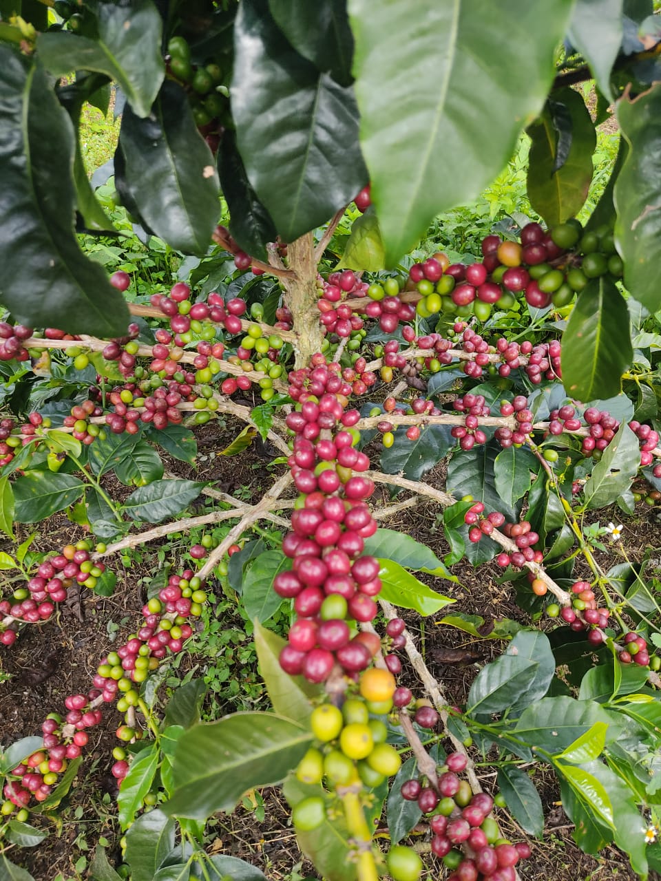 Colombia - Tamesis - King Arthur - Gesha Honey