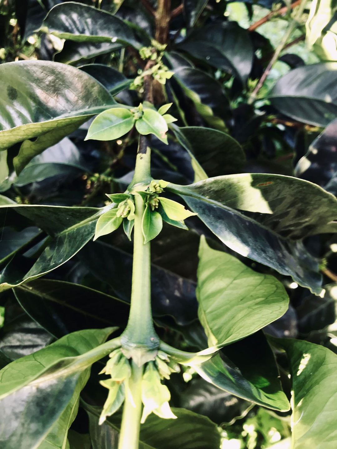 Colombia Los Cedros Yellow Honey