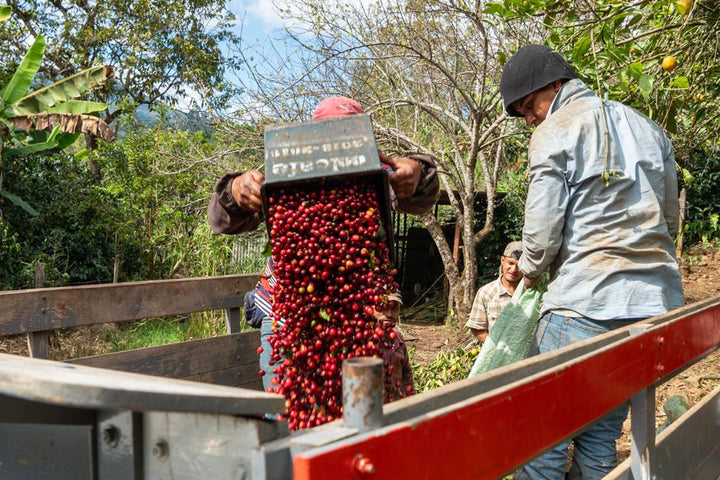 Costa Rica La Pastora SWP Decaf Green Coffee Beans