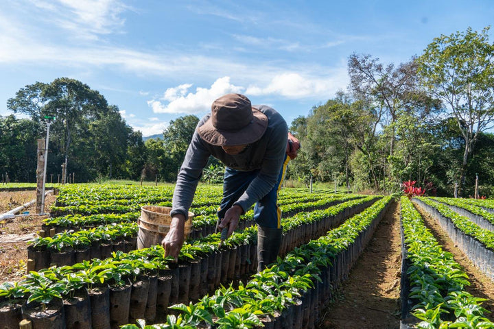 Costa Rica La Pastora SWP Decaf Green Coffee Beans