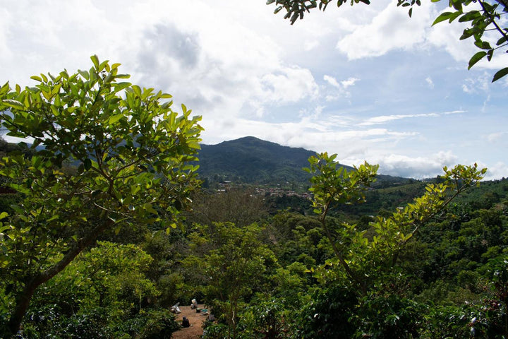 Costa Rica La Pastora SWP Decaf Green Coffee Beans