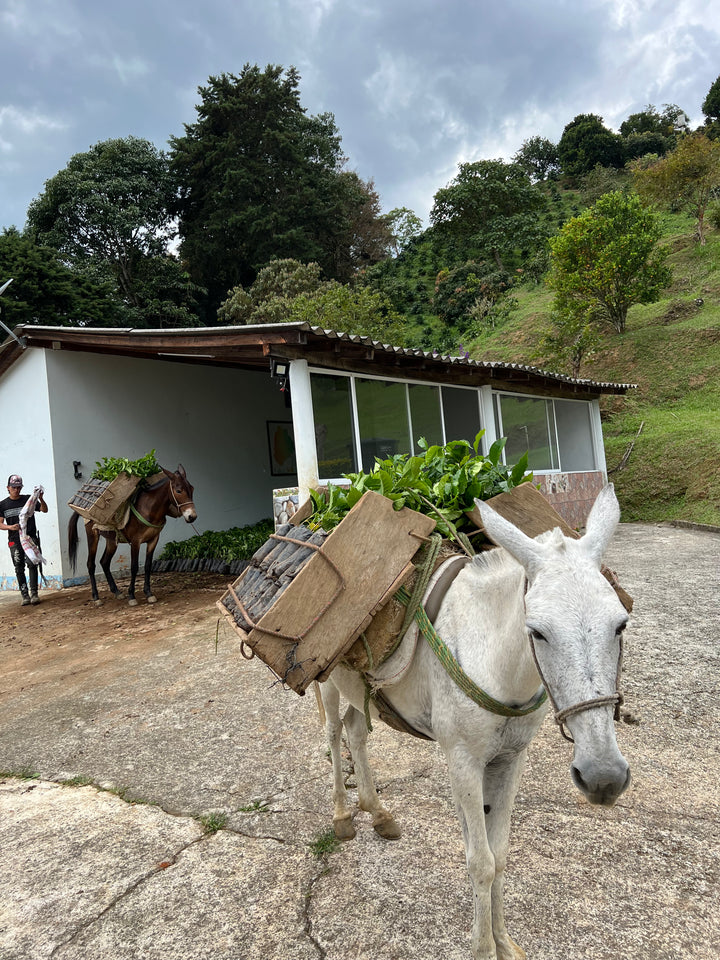 Colombia Los Cedros - Pink Bourbon - Spring Break