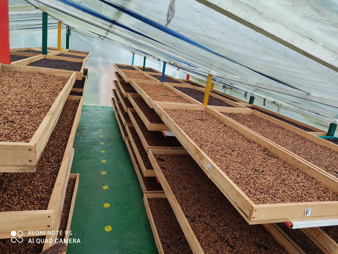 Colombia Los Cedros Yellow Honey