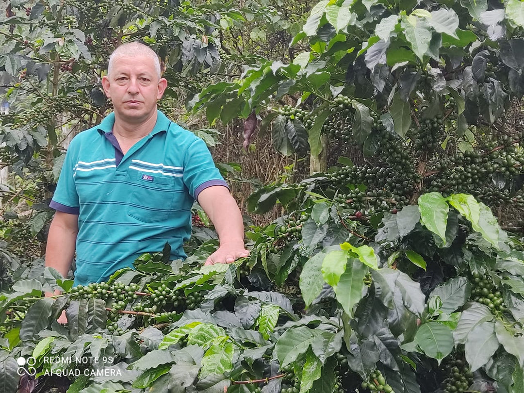 Colombia - Tamesis - King Arthur - Gesha Honey