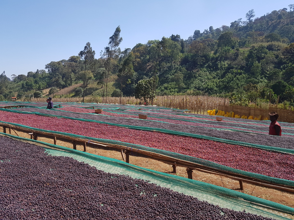 Ethiopia Guji Benti Natural SWP Decaf Green Coffee