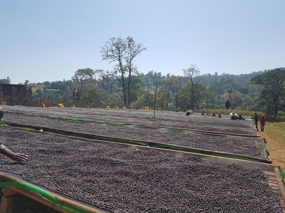 Ethiopia Guji Benti Natural SWP Decaf Green Coffee