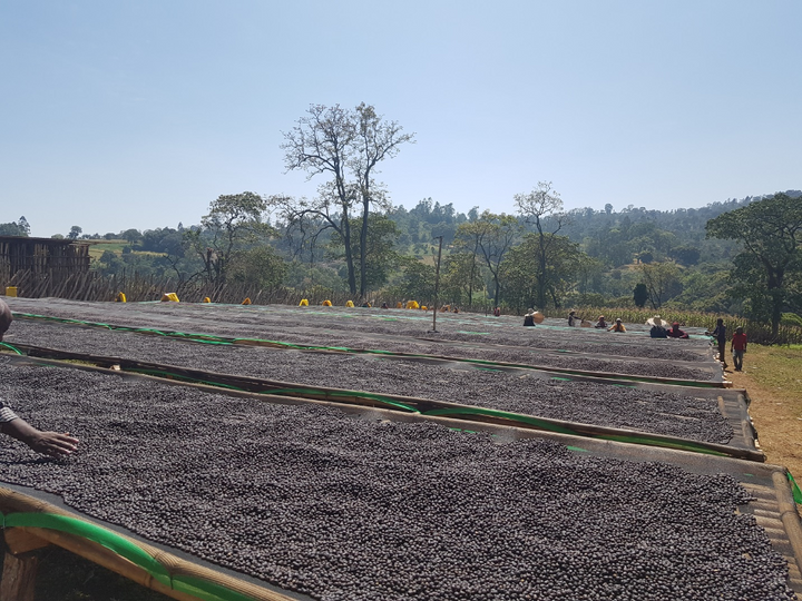 Ethiopia Guji Benti Natural SWP Decaf Green Coffee