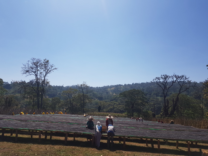 Ethiopia Guji Benti Natural SWP Decaf Green Coffee