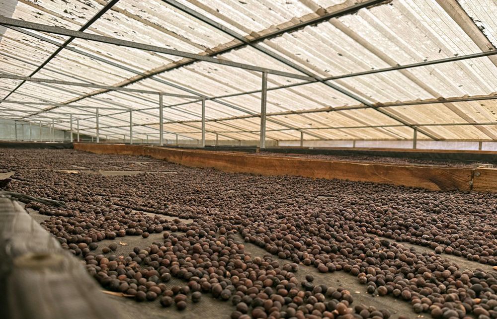 Honduras Los Laureles FTO RFA SWP Decaf Green Coffee Beans