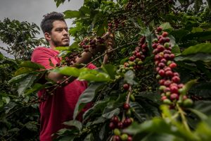 Harvesting Colombia Las Brisas Washed - Specialty Green Coffee Beans