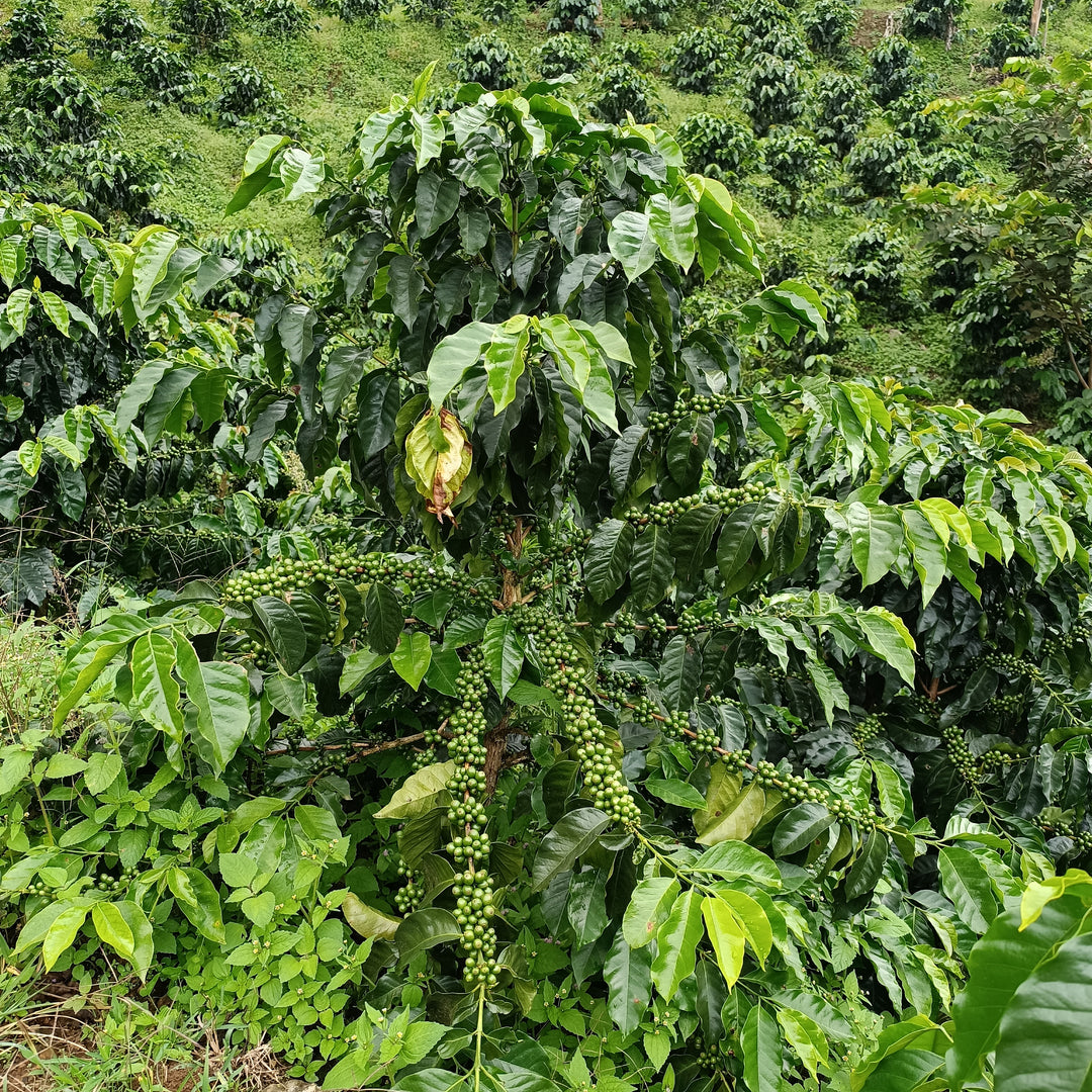 Colombia Los Cedros - Pink Bourbon - Spring Break