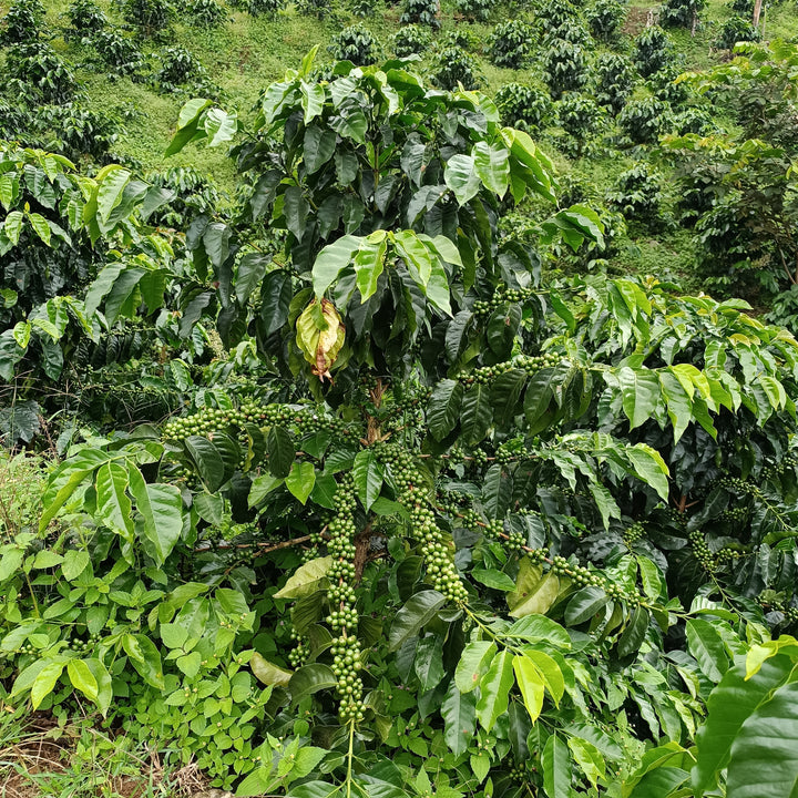 Colombia Los Cedros - Pink Bourbon - Spring Break