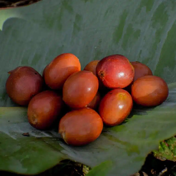 Colombia Los Cedros - Pink Bourbon - Spring Break