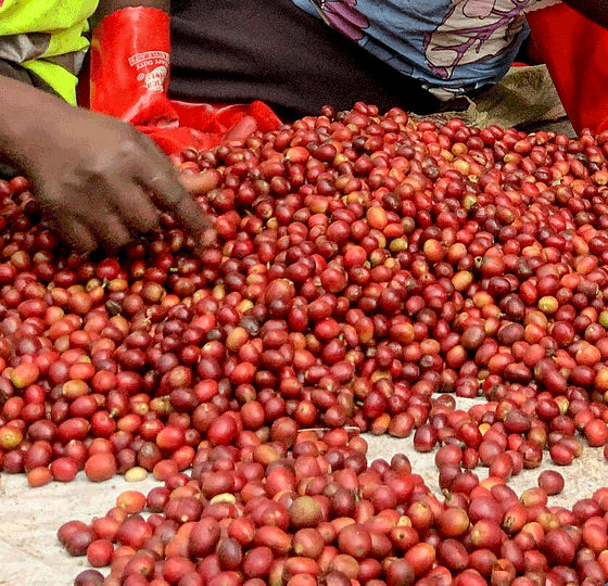 Uganda -Bokonzo - FTO Swiss Water Process Decaf