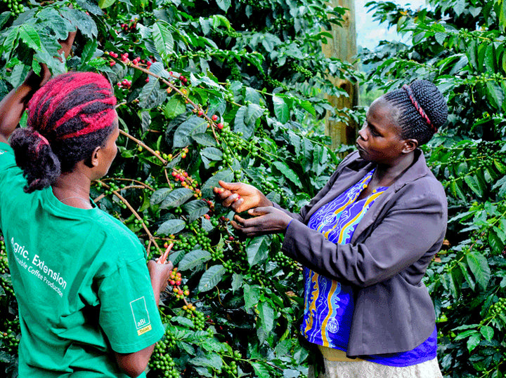 Uganda -Bokonzo - FTO Swiss Water Process Decaf