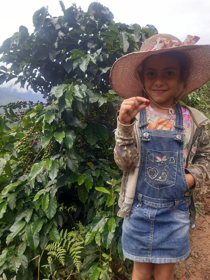 Colombia Caicedo Washed