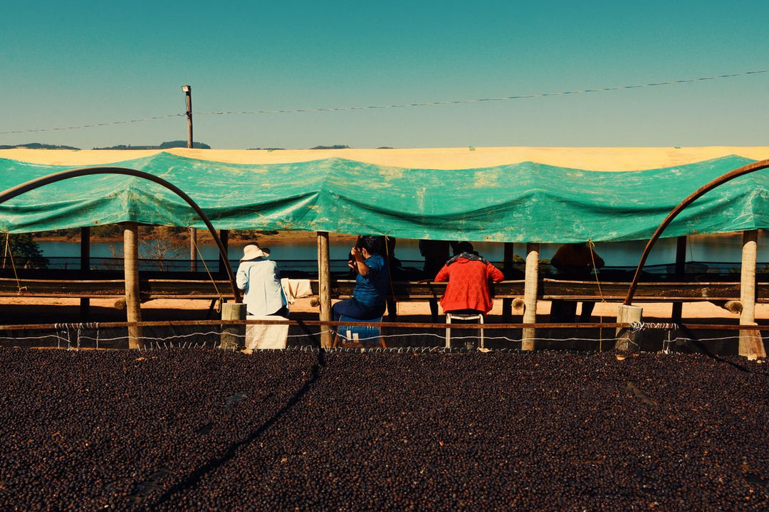 Brazil Fazenda Um Organic SWP Decaf Green Coffee Beans