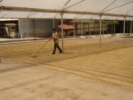 Costa Rica West Valley - Candelaria Estate Microlot
