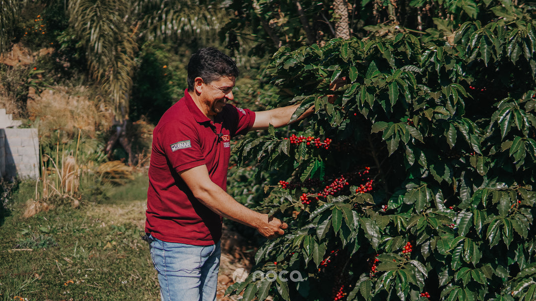 Brazil - Valdinei - Peaberry