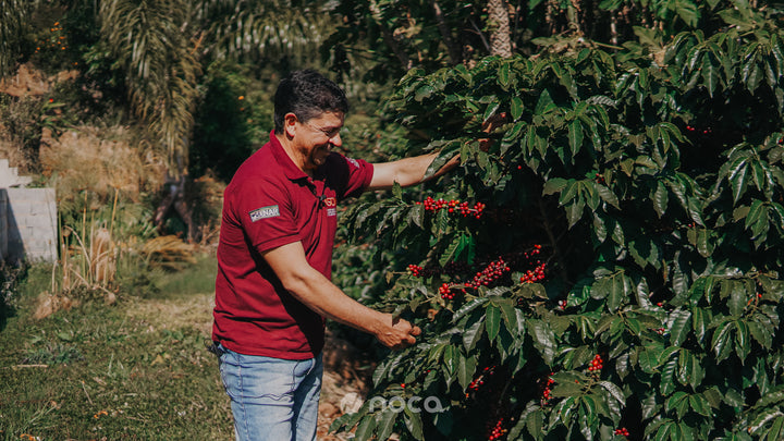 Brazil - Valdinei - Peaberry