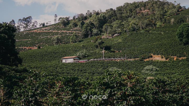 Brazil - Valdinei - Peaberry