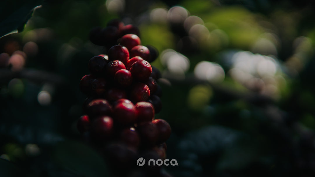 Brazil - Valdinei - Peaberry